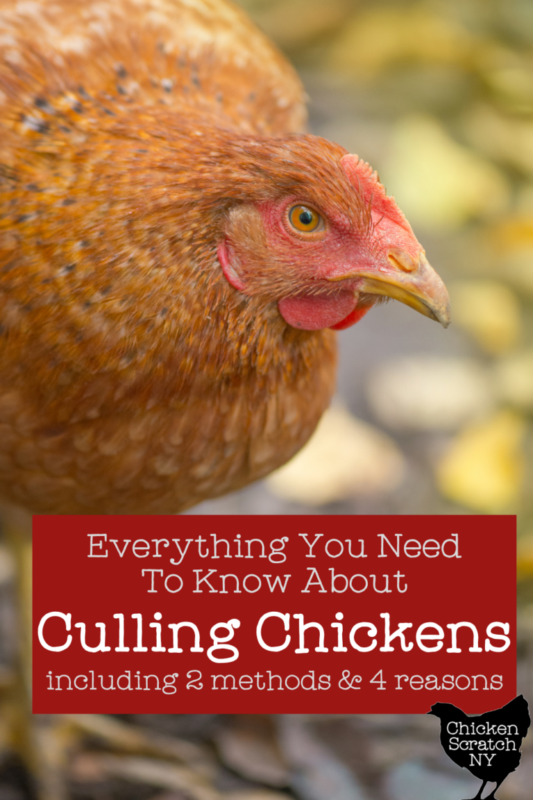 What Does It Mean To Cull A Chicken