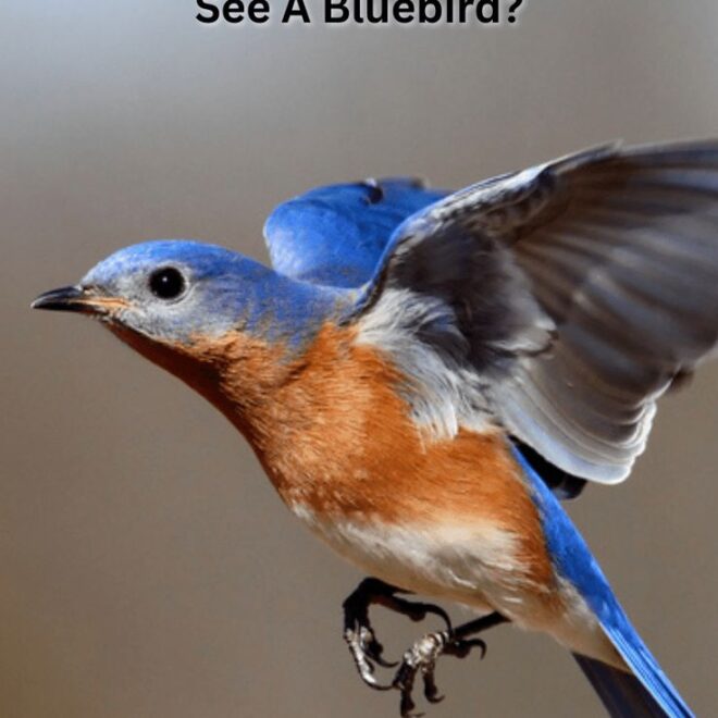 What Does It Mean When U See A Bluebird