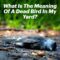 What Does It Mean To See A Dead Bird