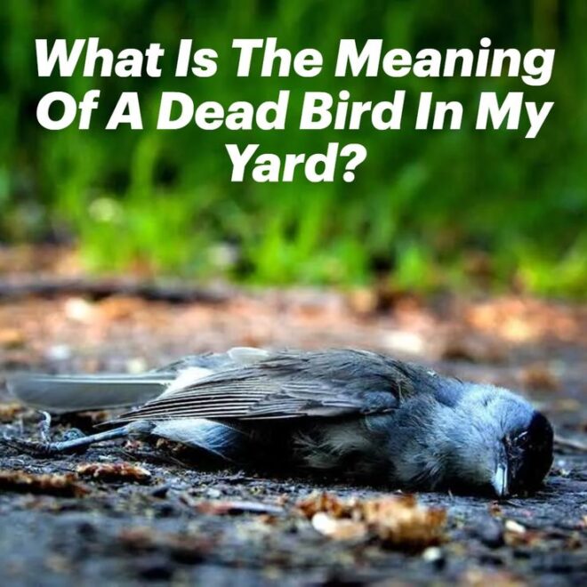What Does It Mean When You Keep Seeing Dead Birds