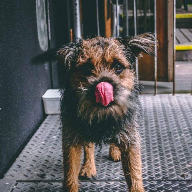 What Does It Mean When A Dog Licks Your Feet