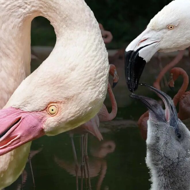 What Do Flamingos Mean