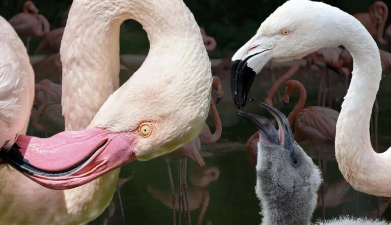 What Do Flamingos Mean