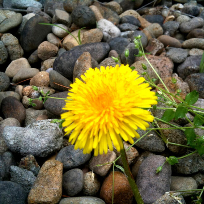 What Flower Means Hope