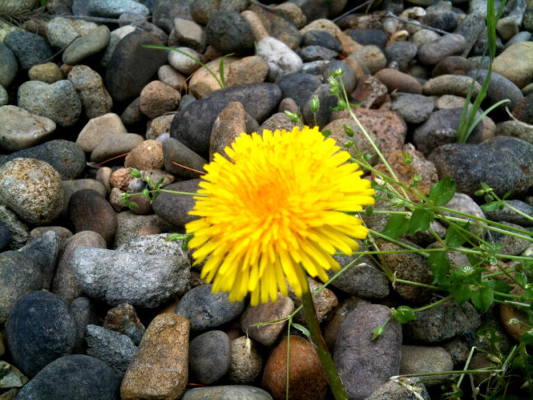 What Flower Means Hope