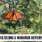 What Does It Mean To See A Monarch Butterfly
