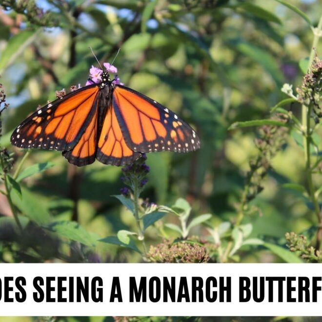 What Does It Mean To See A Monarch Butterfly
