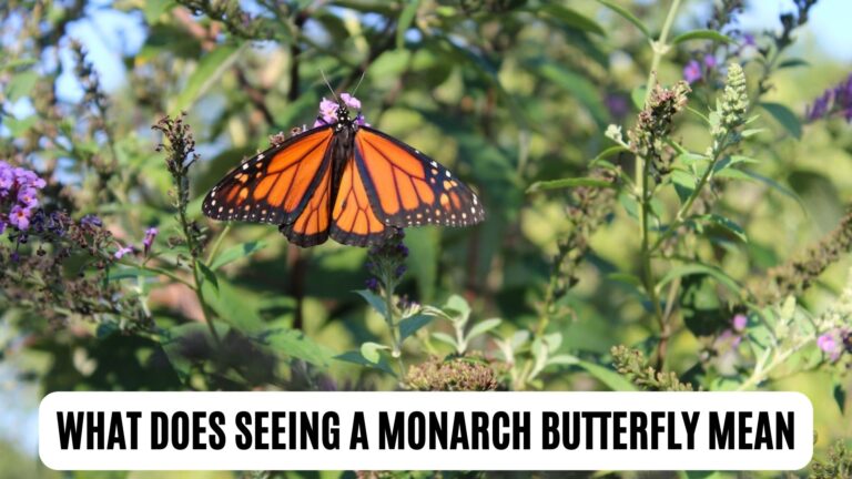 What Does It Mean To See A Monarch Butterfly