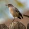 What Does It Mean When A Mockingbird Visits You