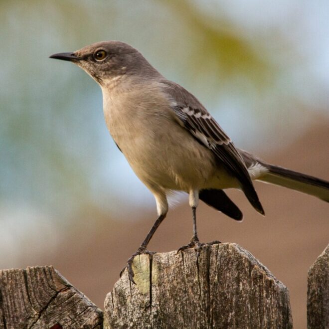 What Does It Mean When A Mockingbird Visits You