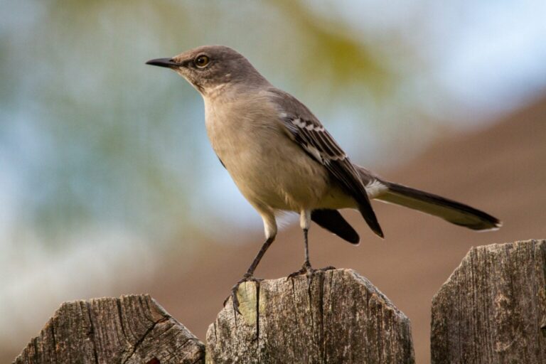 What Does It Mean When A Mockingbird Visits You