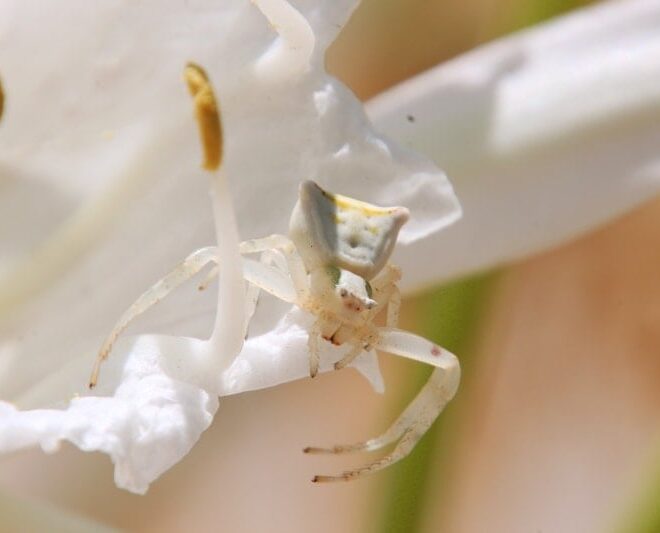 What Does A White Spider Mean