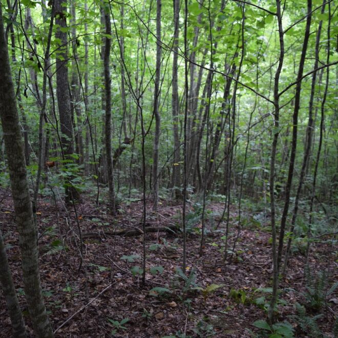 What Does Unrestricted Land Mean