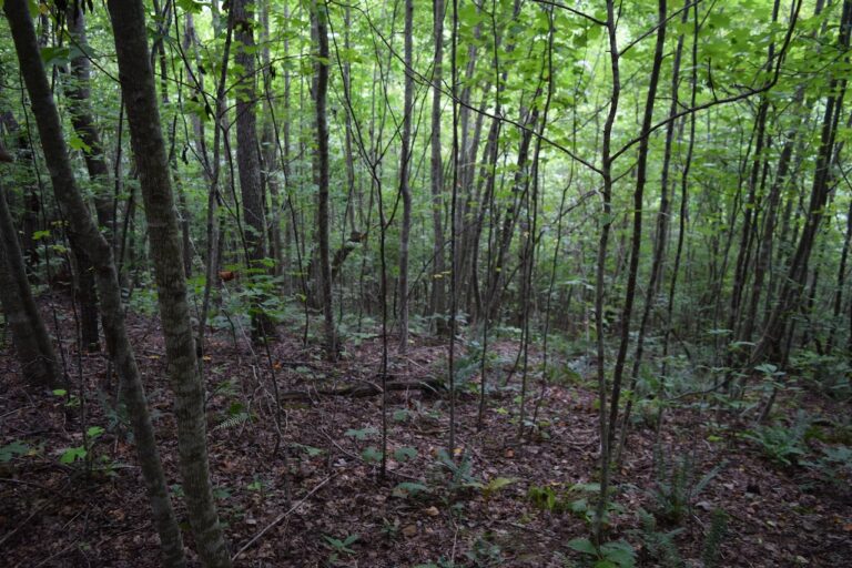 What Does Unrestricted Land Mean