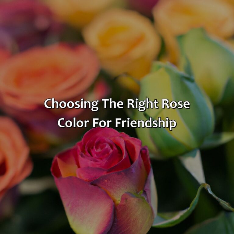 What Color Rose Means Friendship