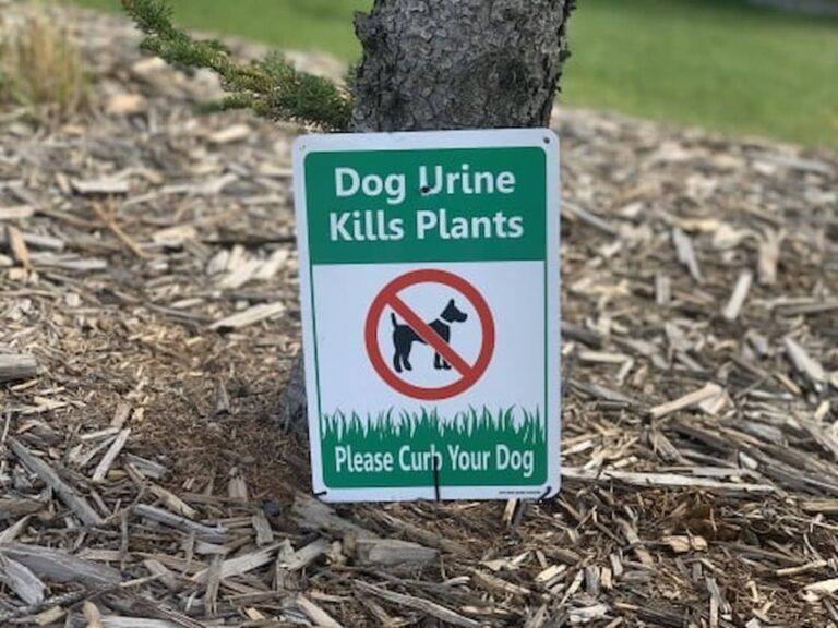 What Does Curb Your Dog Mean