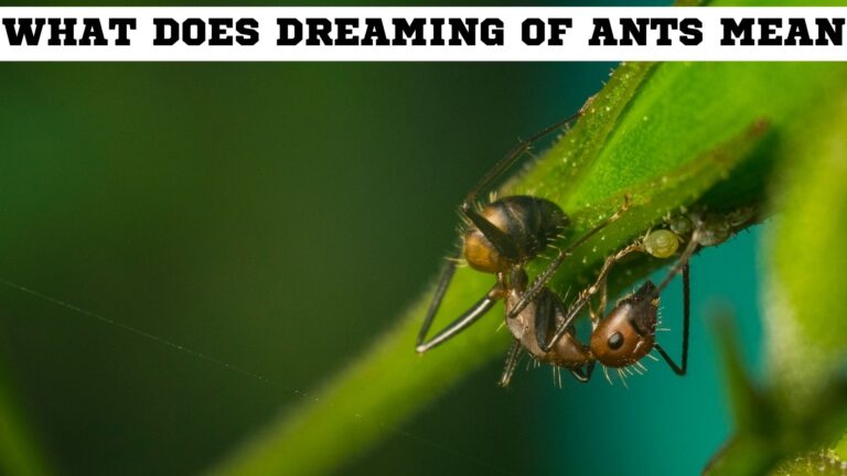 What Does Dreaming Of Ants Mean