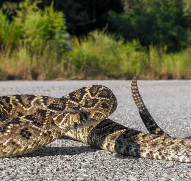 What Does It Mean When A Snake Crosses Your Path