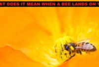 What Does It Mean If A Bee Lands On You