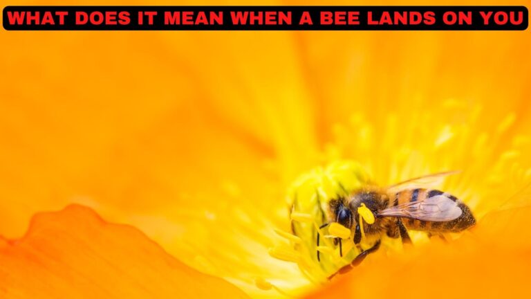 What Does It Mean If A Bee Lands On You