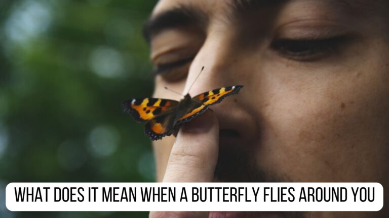 What Does It Mean When A Butterfly Flies Around You