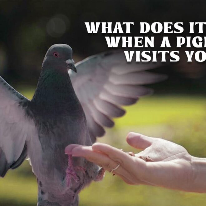 What Does It Mean When A Pigeon Visits You