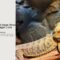 What Does It Mean When Your Bearded Dragon Licks You
