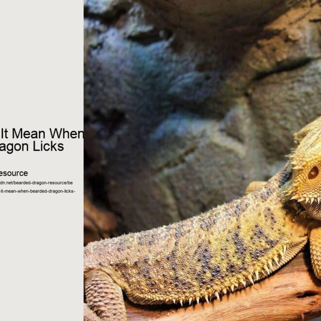 What Does It Mean When A Bearded Dragon Licks You