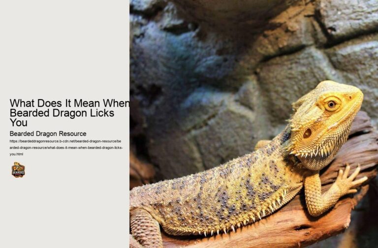 What Does It Mean When Your Bearded Dragon Licks You