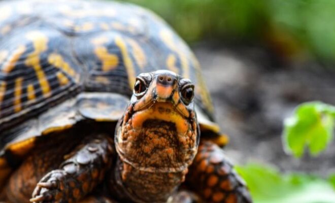 What Does Seeing A Turtle Mean