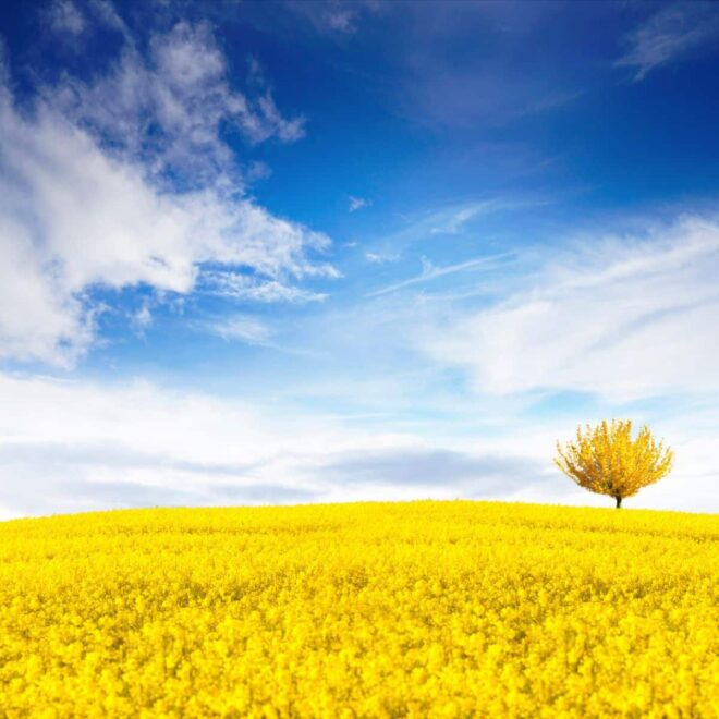 What Does Yellow Mean Spiritually