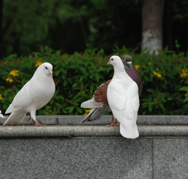 What Does It Mean When U See A Dove