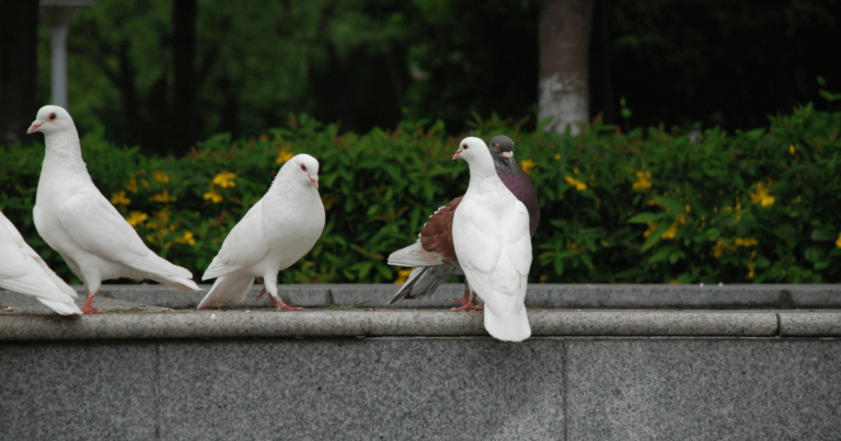 What Does It Mean When U See A Dove