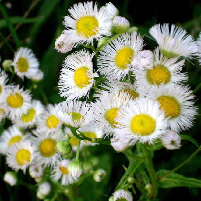 What Does A White Flower Mean