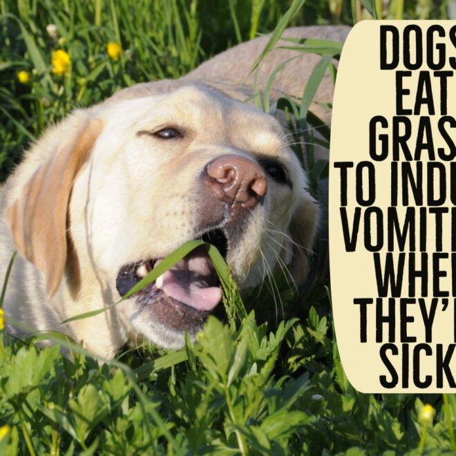 What Does It Mean When Dogs Lick Their Lips