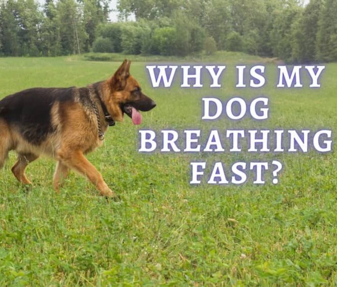 What Does It Mean When Your Dog Is Breathing Fast
