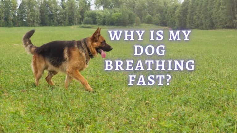 What Does It Mean If My Dog Is Breathing Fast