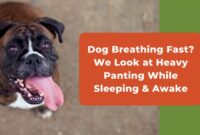 What Does It Mean When My Dog Is Breathing Fast