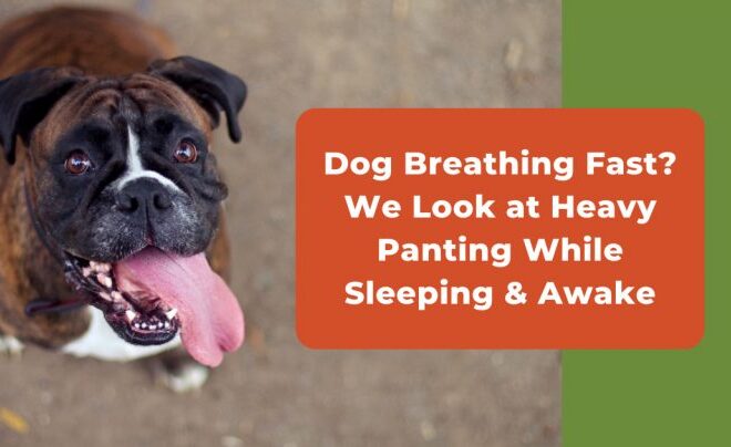 What Does It Mean When My Dog Is Breathing Fast