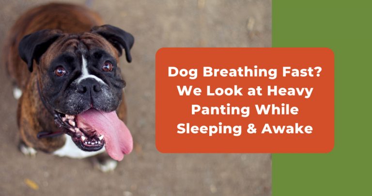 What Does It Mean When My Dog Is Breathing Fast
