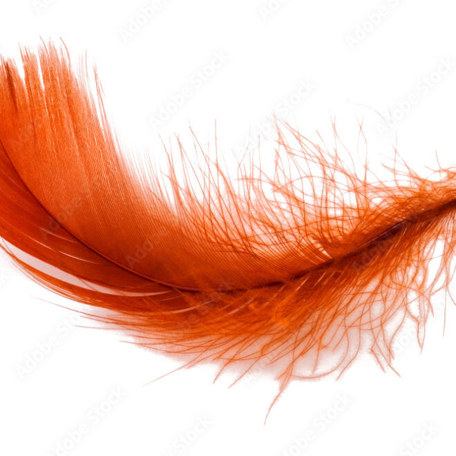 What Does A Red Feather Mean