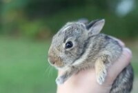 What Does It Mean When Rabbits Shake