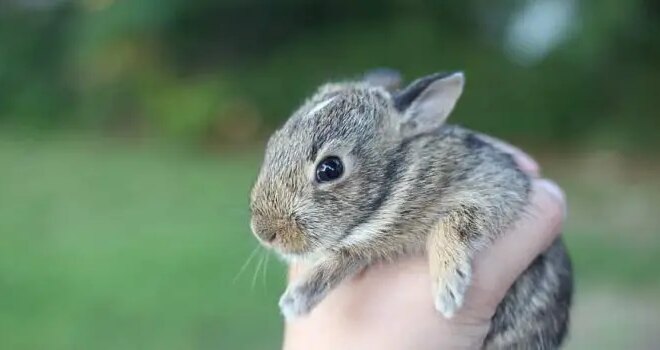 What Does It Mean When Rabbits Shake
