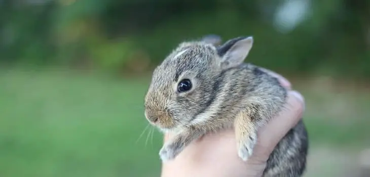 What Does It Mean When Rabbits Shake