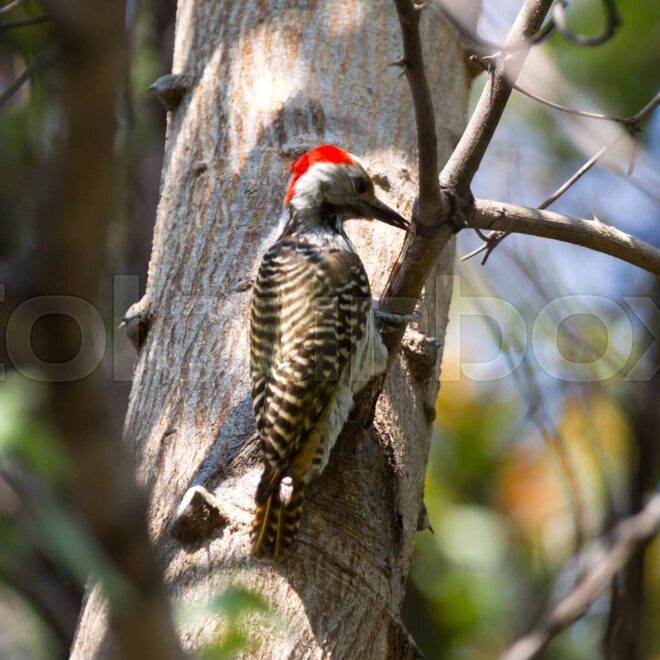 What Does It Mean When You See A Red-Headed Woodpecker