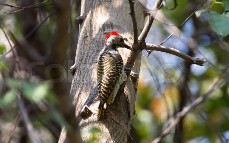 What Does It Mean When You See A Red-Headed Woodpecker