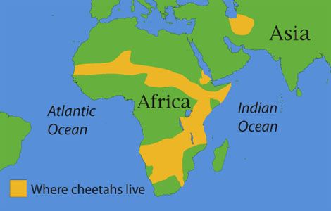 Cheetah - National Geographic Kids