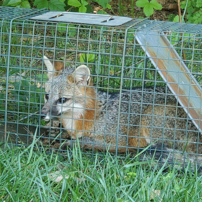 What Does It Mean To Dispatch An Animal