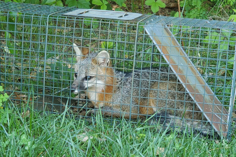 What Does It Mean To Dispatch An Animal