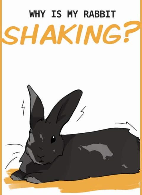What Does It Mean When A Bunny Is Shaking